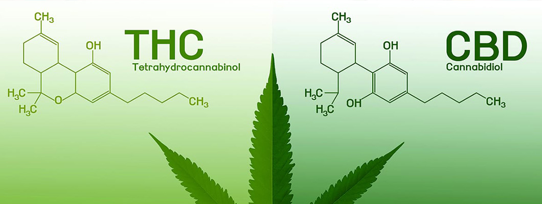What is CBD and THC? What is CBD and THC?