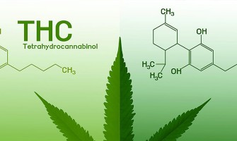 What is CBD and THC?